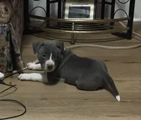 Zeus, a male American Pit Bull Terrier for sale in Eden, NC – Photo 1 of 3