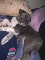 Aries , a male American Pit Bull Terrier for sale in Eden, NC – Photo 4 of 5