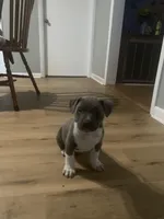 Aries , a male American Pit Bull Terrier for sale in Eden, NC – Photo 1 of 5