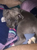 Aries , a male American Pit Bull Terrier for sale in Eden, NC – Photo 5 of 5