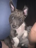 Aries , a male American Pit Bull Terrier for sale in Eden, NC – Photo 3 of 5