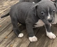 Athena , a female American Pit Bull Terrier for sale in Eden, NC – Photo 4 of 4