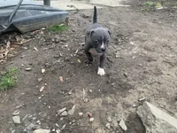 Athena , a female American Pit Bull Terrier for sale in Eden, NC – Photo 2 of 4