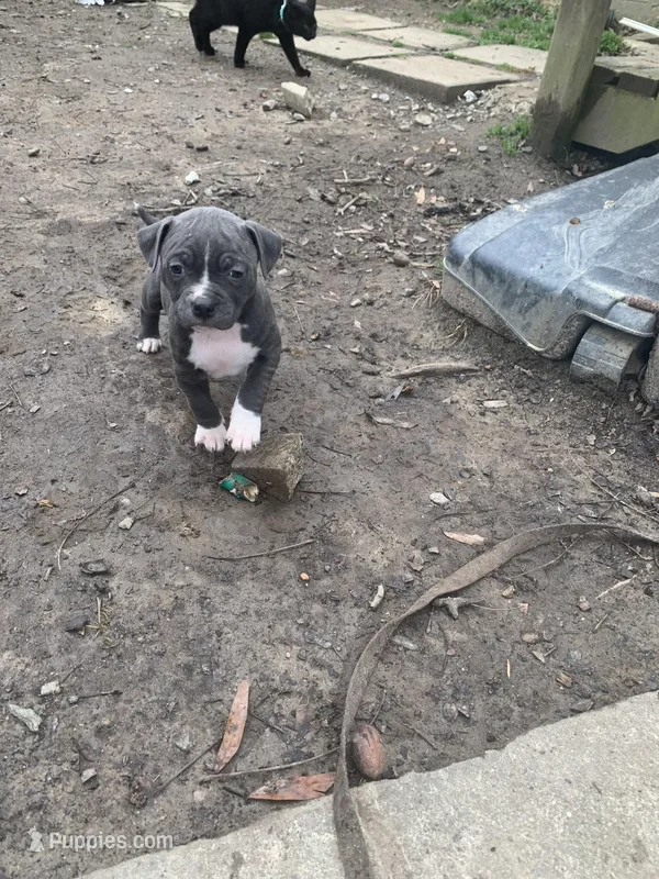 Athena , a female American Pit Bull Terrier for sale in Eden, NC – Photo 1 of 4