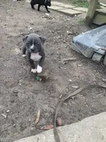 Athena , a female American Pit Bull Terrier for sale in Eden, NC – Photo 1 of 4