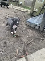 Athena , a female American Pit Bull Terrier for sale in Eden, NC – Photo 3 of 4