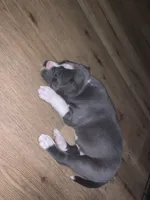 Thor, a male American Pit Bull Terrier for sale in Eden, NC – Photo 3 of 3