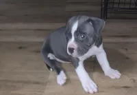 Thor, a male American Pit Bull Terrier for sale in Eden, NC – Photo 2 of 3