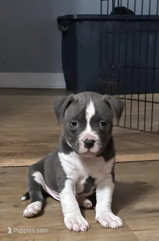 Thor, a male American Pit Bull Terrier for sale in Eden, NC – Photo 1 of 3