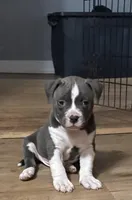 Thor, a male American Pit Bull Terrier for sale in Eden, NC – Photo 1 of 3