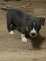 Poseidon, a male American Pit Bull Terrier for sale in Eden, NC – Photo 1 of 2