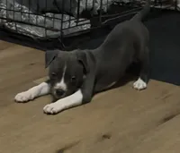 Poseidon, a male American Pit Bull Terrier for sale in Eden, NC – Photo 2 of 2