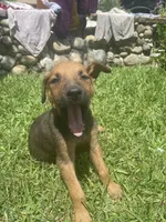 Milo, a male Belgian Malinois and Doberman Pinscher for sale in Lindsay, CA – 2 of 2