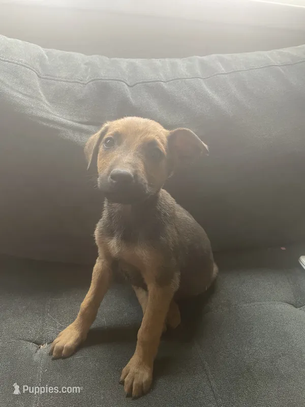 Milo – Belgian Malinois, Doberman Pinscher puppy for sale in Lindsay, CA