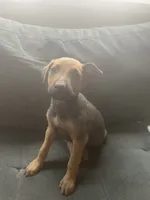 Milo, a male Belgian Malinois and Doberman Pinscher for sale in Lindsay, CA – 1 of 2