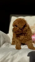 Baby Doll AKC, a female Poodle - Toy  for sale in Sacramento, CA – 3 of 7