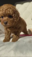Baby Doll AKC, a female Poodle - Toy  for sale in Sacramento, CA – 6 of 7