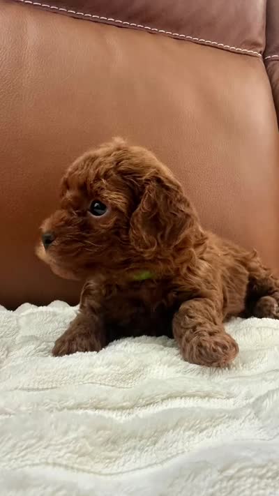 Baby Boy (AKC), a male Poodle - Toy  for sale in Sacramento, CA – 7 of 7