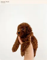 Baby Boy (AKC), a male Poodle - Toy  for sale in Sacramento, CA – 5 of 7