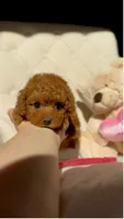 Baby Doll AKC, a female Poodle - Toy  for sale in Sacramento, CA – 4 of 7