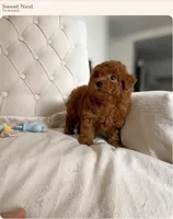 Baby Boy (AKC), a male Poodle - Toy  for sale in Sacramento, CA – 4 of 7