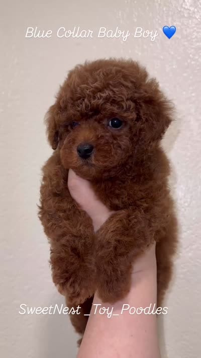 Blue Collar Baby Boy AKC, a male Poodle - Toy  for sale in Sacramento, CA – 2 of 6
