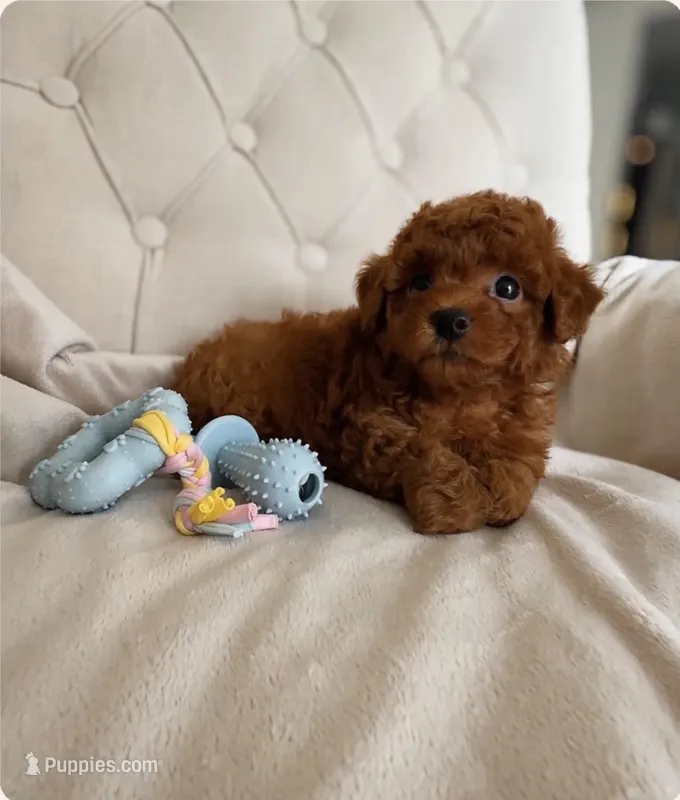 Baby Boy (AKC) – Poodle - Toy  puppy for sale in Sacramento, CA