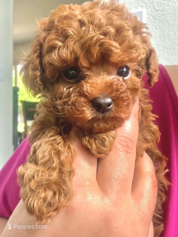 Baby Boy Teacup AKC – Poodle - Toy  puppy for sale in Sacramento, CA