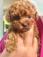 Baby Boy Teacup AKC, a male Poodle - Toy  for sale in Sacramento, CA – Photo 1 of 3
