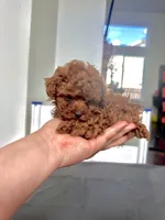 Baby Boy Teacup AKC, a male Poodle - Toy  for sale in Sacramento, CA – Photo 2 of 3