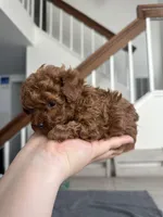 Baby Boy Teacup AKC, a male Poodle - Toy  for sale in Sacramento, CA – Photo 3 of 3