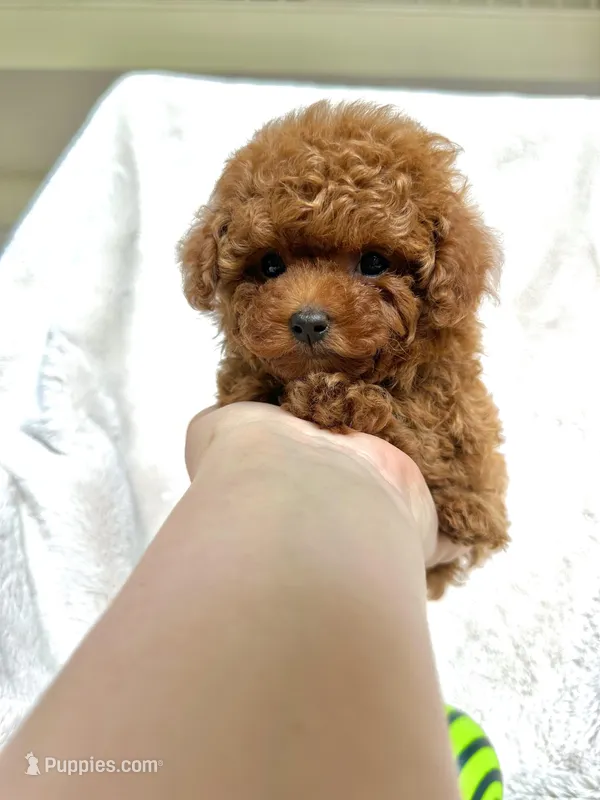Baby Boy Teacup AKC – Poodle - Toy  puppy for sale in Sacramento, CA
