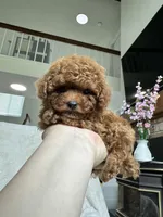 Baby Boy Teacup AKC, a male Poodle - Toy  for sale in Sacramento, CA – 2 of 6