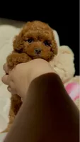 Baby Doll AKC, a female Poodle - Toy  for sale in Sacramento, CA – 7 of 7