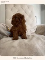 Baby Boy (AKC), a male Poodle - Toy  for sale in Sacramento, CA – 2 of 7