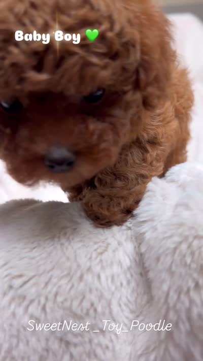 Baby Boy Teacup AKC, a male Poodle - Toy  for sale in Sacramento, CA – 6 of 6