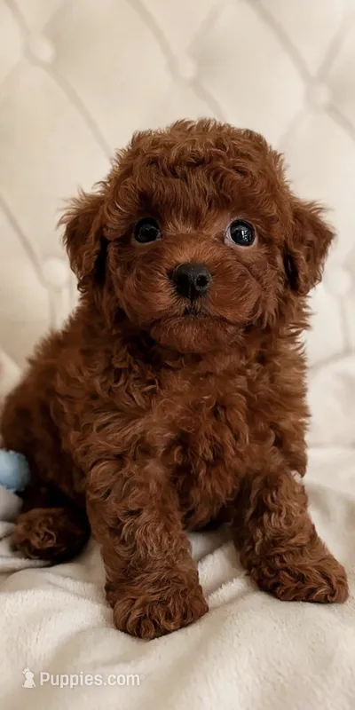Baby Boy (AKC) – Poodle - Toy  puppy for sale in Sacramento, CA