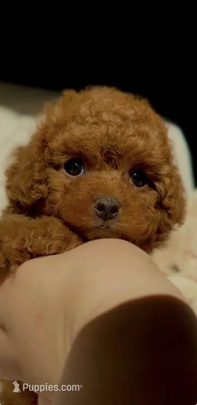 Baby Doll AKC – Poodle - Toy  puppy for sale in Sacramento, CA