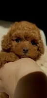 Baby Doll AKC, a female Poodle - Toy  for sale in Sacramento, CA – 1 of 7