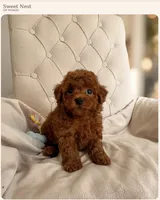 Baby Boy (AKC), a male Poodle - Toy  for sale in Sacramento, CA – 3 of 7