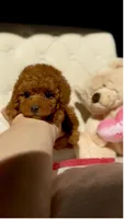 Baby Doll AKC, a female Poodle - Toy  for sale in Sacramento, CA – 2 of 7