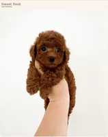 Baby Boy (AKC), a male Poodle - Toy  for sale in Sacramento, CA – 6 of 7