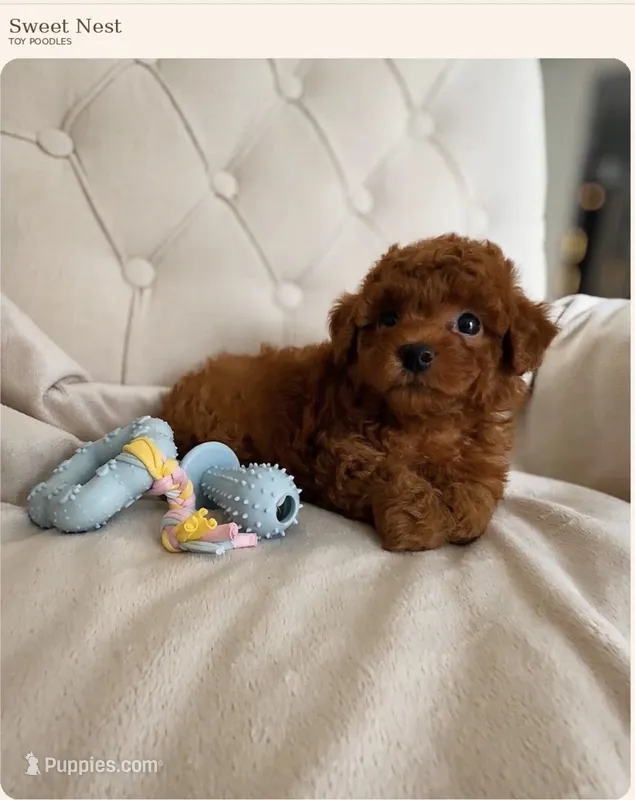 Baby Boy (AKC) – Poodle - Toy  puppy for sale in Sacramento, CA