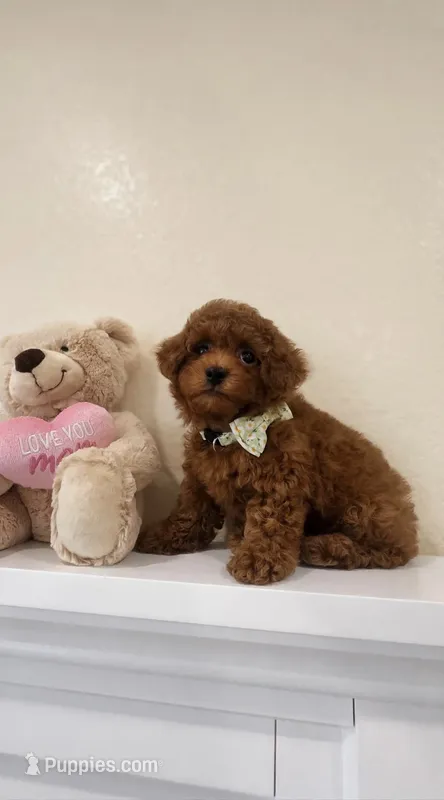 Baby Boy (AKC) – Poodle - Toy  puppy for sale in Sacramento, CA