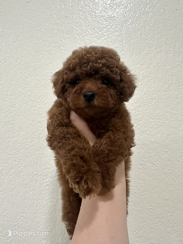 Blue Collar Baby Boy AKC – Poodle - Toy  puppy for sale in Sacramento, CA