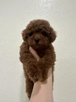 Blue Collar Baby Boy AKC, a male Poodle - Toy  for sale in Sacramento, CA – 1 of 6