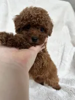 Blue Collar Baby Boy AKC, a male Poodle - Toy  for sale in Sacramento, CA – 3 of 6
