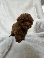 Blue Collar Baby Boy AKC, a male Poodle - Toy  for sale in Sacramento, CA – 5 of 6