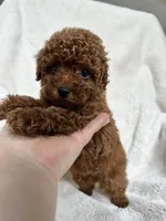 Blue Collar Baby Boy AKC, a male Poodle - Toy  for sale in Sacramento, CA – 4 of 6