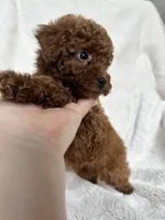 Blue Collar Baby Boy AKC, a male Poodle - Toy  for sale in Sacramento, CA – 6 of 6